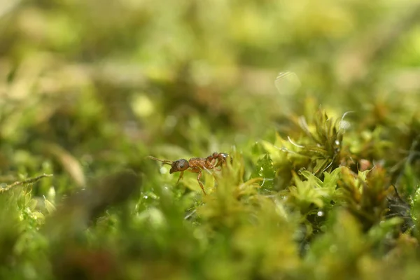 Formica rossa che cammina sull'erba verde. Macro sparato . — Foto Stock