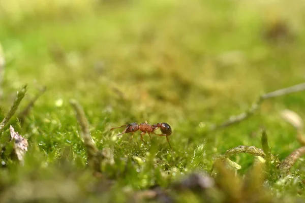 Rote Ameisen, die auf grünem Gras wandeln. Makroaufnahme. — Stockfoto