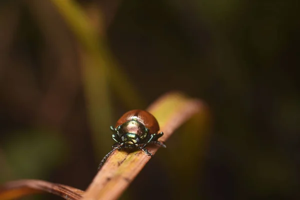 Ladybug op een droog grassprietje close-up. — Stockfoto