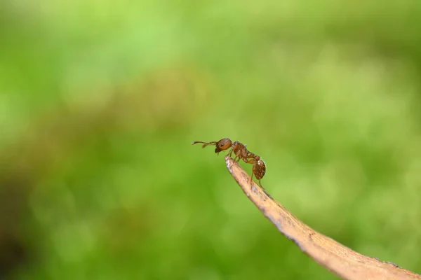 뚜껑을 덮고 있는 마른 풀잎 위에 있는 개미. — 스톡 사진