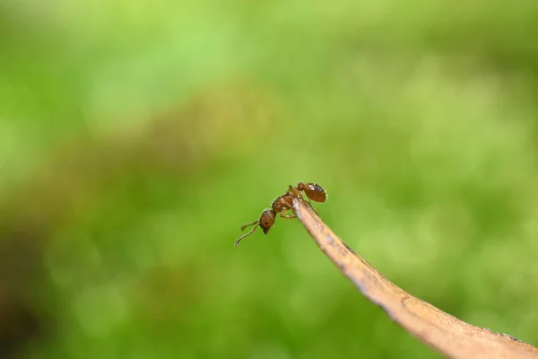 Mravenec na suché stéblo trávy zblízka. — Stock fotografie