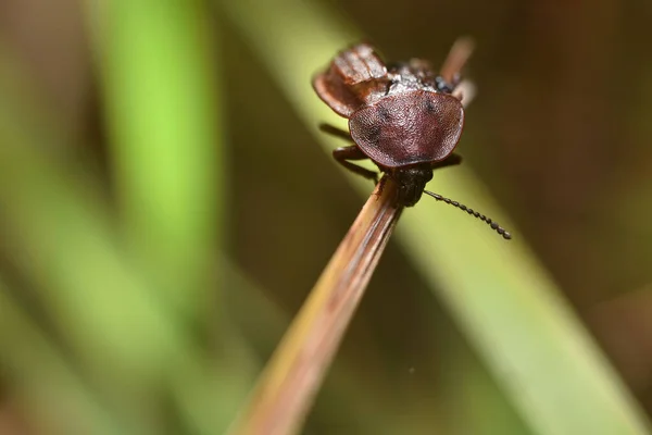 유럽의 딱정벌레, 인포 후가 라떼를 가까이 서 본 것입니다. 자연의 아름다움 — 스톡 사진