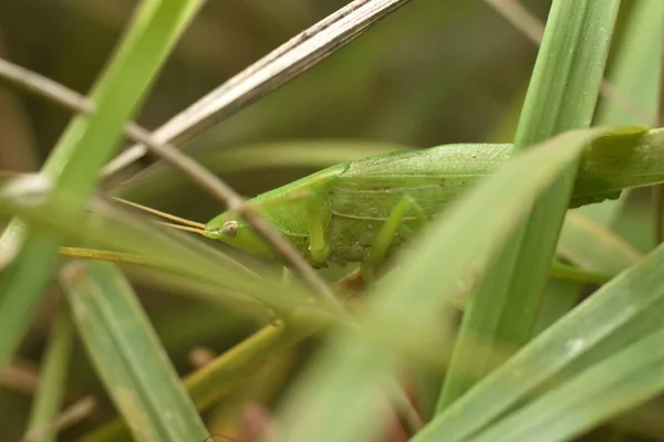 Groene sprinkhaan in het gras. Een close-up. Macro-insecten wereld. — Stockfoto