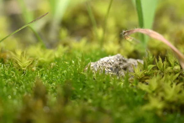Prachtig behang. Groene mos en planten met wazige achtergrond. Close-up. — Stockfoto