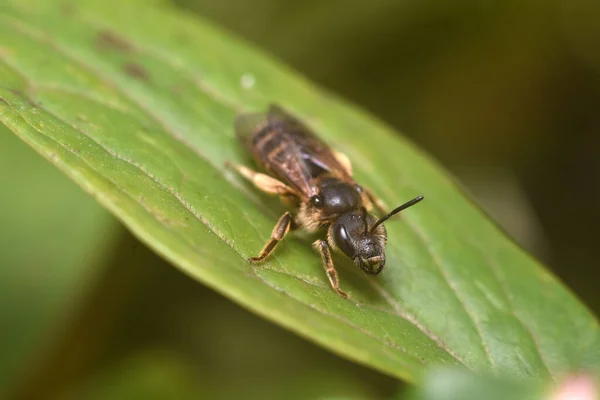 Avispa en un primer plano de hoja verde. Belleza en la naturaleza — Foto de Stock