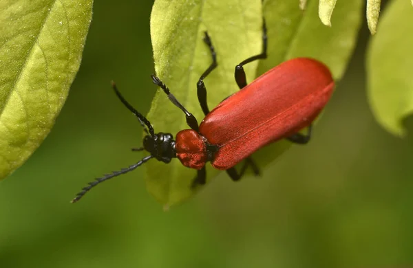Cardinalice à tête noire. Pyrochroa coccinea. Monde des macro-insectes . — Photo