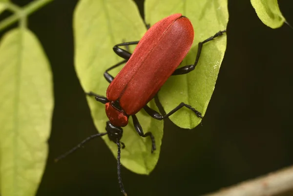 Zwarthoofdige kardinaal Kever. Pyrochroa coccinea. Macro-insecten wereld. — Stockfoto