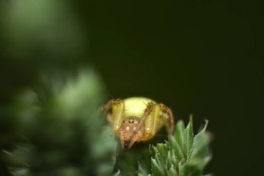Doğada güzel sarı bir örümcek var. Makro