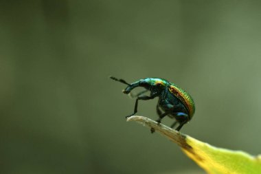 Hasarlı bir yaprağın üzerinde Byctiscus populi. Doğada güzellik