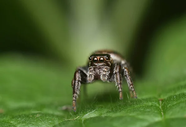 Belle araignée sauteuse gros plan dans la nature. Macro shot — Photo