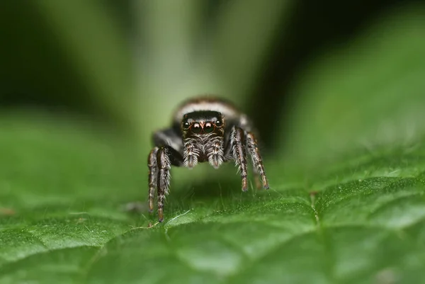 Belle araignée sauteuse gros plan dans la nature. Macro shot — Photo