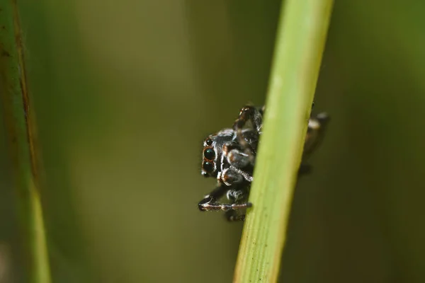 Makro fotografering hoppa spindel sitta på gräs stjälk. Skönhet i naturen — Stockfoto