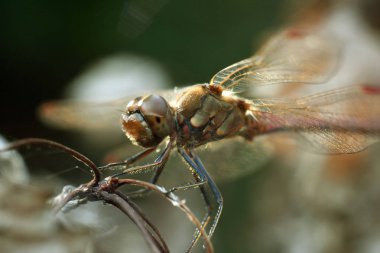 Odonata bir dalın üzerinde oturuyor. Yusufçuk - kız böceği - odonata.