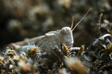 Çekirge. Ortopedi. Acrididae. Katantopinae Macro. Doğada güzellik