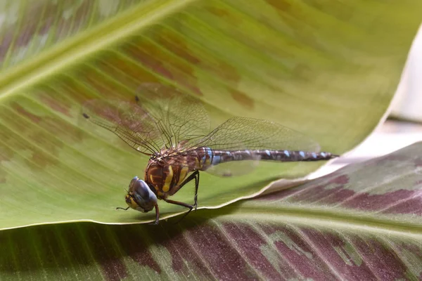 Odonata está sentado sobre una hoja verde. Libélula - libélula - odonata . — Foto de Stock