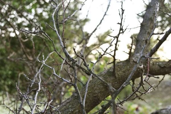 Rami d'albero potati senza foglie verdi. Primo piano . — Foto Stock