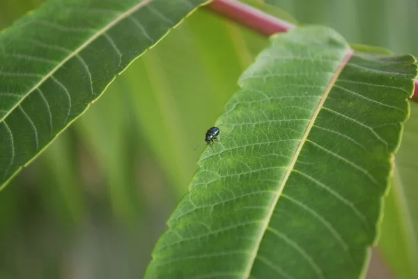 Le scarabée bleu-vert brillant clignotant au soleil est assis sur une branche aux feuilles vertes. Gros plan . — Photo