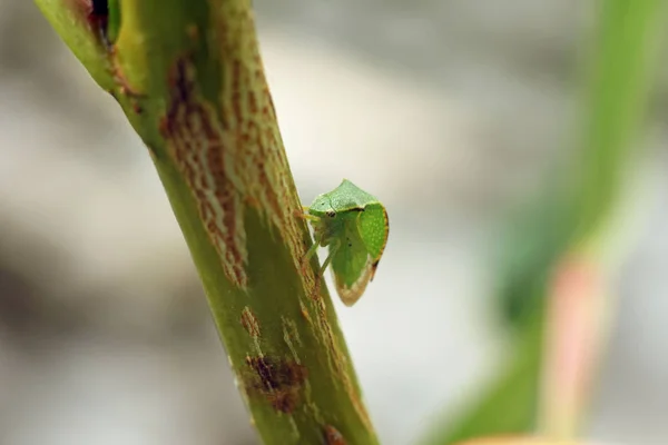 Bizoní stromeček sedí na větvi. Stictocephala bisonia — Stock fotografie