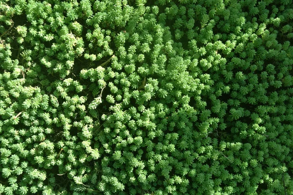 Vista da natureza close-up de folhas verdes escuras, plantas verdes escuras naturais usando como fundo ou papel de parede. musgo verde fresco — Fotografia de Stock