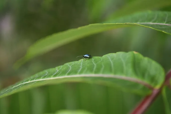 햇빛에 반짝 이는 파랗고 푸른 딱정벌레가 녹색 잎이 달린 나뭇가지에 앉아 있다. 클로즈업. — 스톡 사진