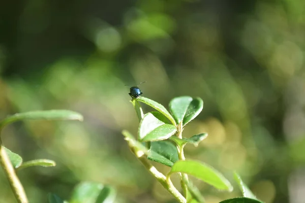 Le scarabée bleu-vert brillant clignotant au soleil est assis sur une branche aux feuilles vertes. Gros plan . — Photo