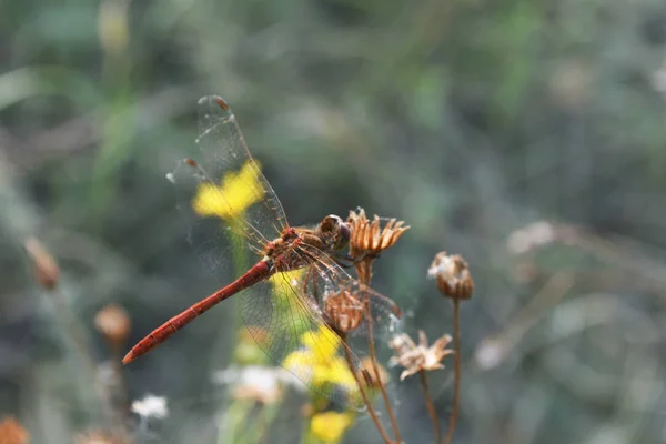 Libelle zittend op een dorre bloem in het bos buiten. Sluitingsdatum. — Stockfoto