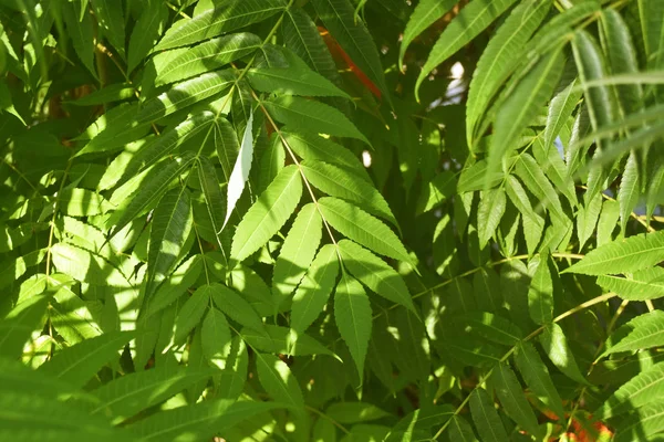 Closeup φύση άποψη του σκούρο πράσινο φύλλα, φυσικό σκούρο πράσινο φυτά χρησιμοποιώντας ως φόντο ή ταπετσαρία. Μπους με πράσινα φρέσκα φύλλα. — Φωτογραφία Αρχείου