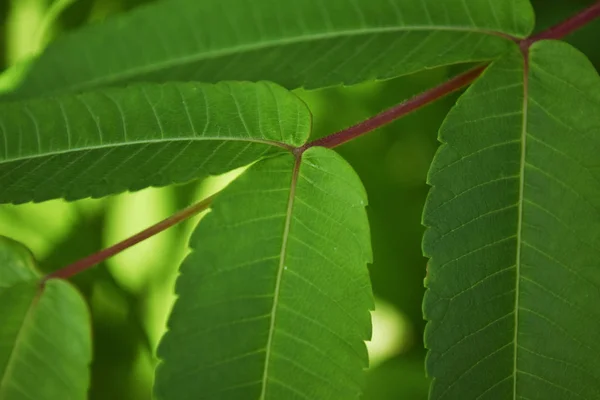 Nahaufnahme Natur Ansicht der dunkelgrünen Blätter, natürliche dunkelgrüne Pflanzen als Hintergrund oder Tapete verwenden. Baum mit grünen, frischen Blättern. — Stockfoto