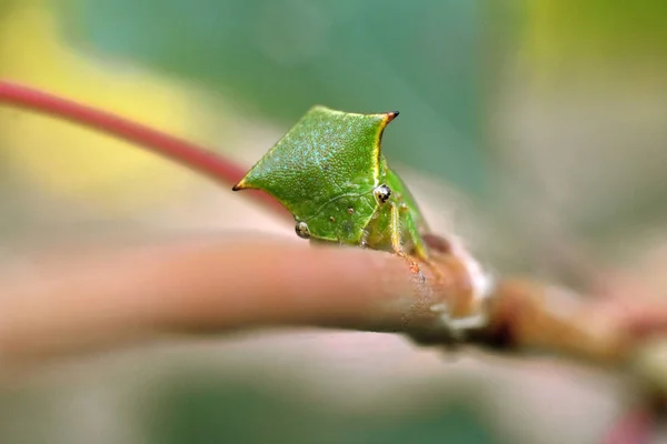 버팔로 딱다구리는 나뭇가지에 앉아 있다. Stictocephala bisonia — 스톡 사진