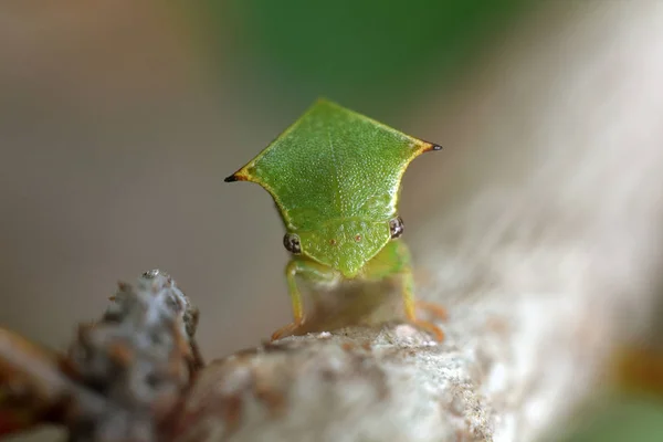 De buffelboomhopper zit op een tak. Stictocephala bisonia — Stockfoto