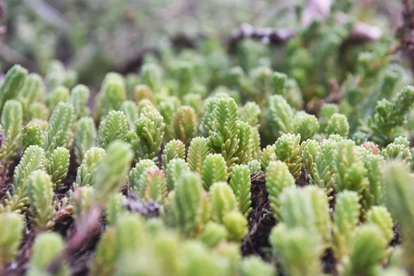 Close-up vista da natureza de folhas verdes claras, plantas verdes luz natural usando como fundo ou papel de parede . — Fotografia de Stock