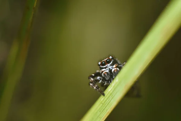 Makrofotografie springende Spinnen sitzen auf Grashalmen. Schönheit in der Natur — Stockfoto