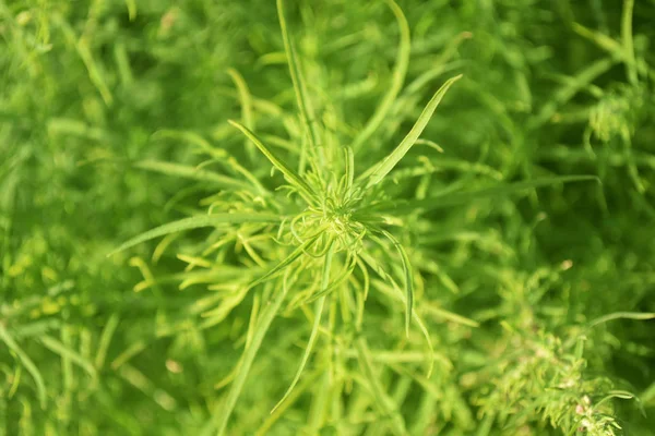 Vista da natureza close-up de folhas verdes escuras, plantas verdes escuras naturais usando como fundo ou papel de parede. Bush com folhas frescas verdes . — Fotografia de Stock