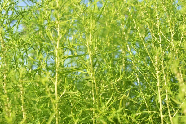 Closeup φύση άποψη του σκούρο πράσινο φύλλα, φυσικό σκούρο πράσινο φυτά χρησιμοποιώντας ως φόντο ή ταπετσαρία. — Φωτογραφία Αρχείου