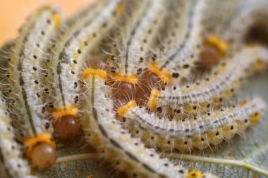 Yaprak üzerinde bir grup larva. Tırtıllar. Tek bir yaprağın içinde. Makro