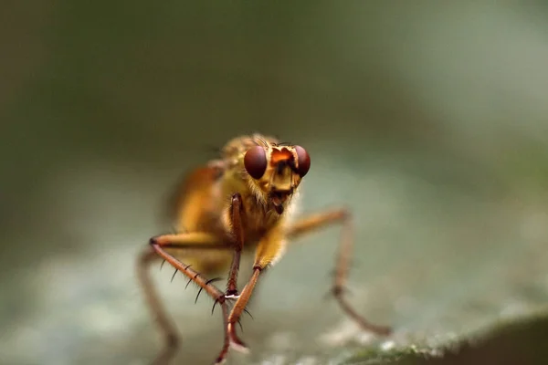 Piękna mucha z bliska w przyrodzie. Strzał makro — Zdjęcie stockowe