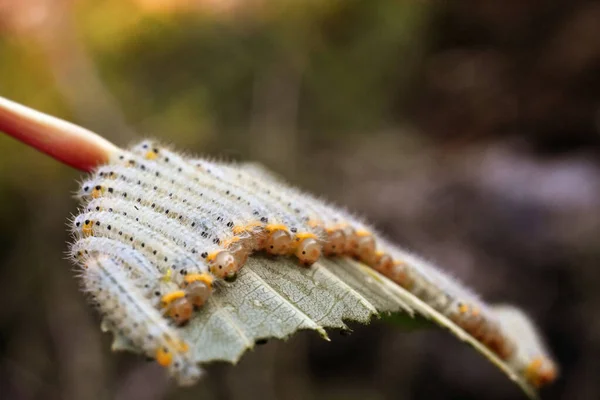 Een groep larven op blad. Rupsen. Samen in één blad. Blauwe wijting — Stockfoto