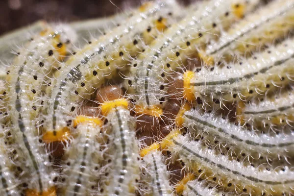Yaprak üzerinde bir grup larva. Tırtıllar. Tek bir yaprağın içinde. Makro