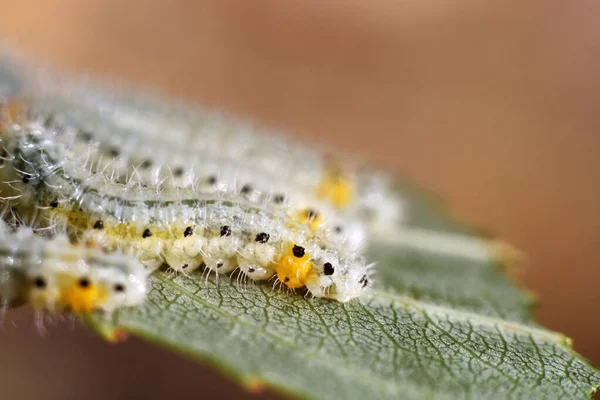 Een groep larven op blad. Rupsen. Samen in één blad. Blauwe wijting — Stockfoto