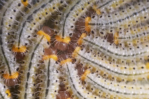 A group of larvae on leaf. Caterpillars. Together in one leaf. Macro — Stock Photo, Image