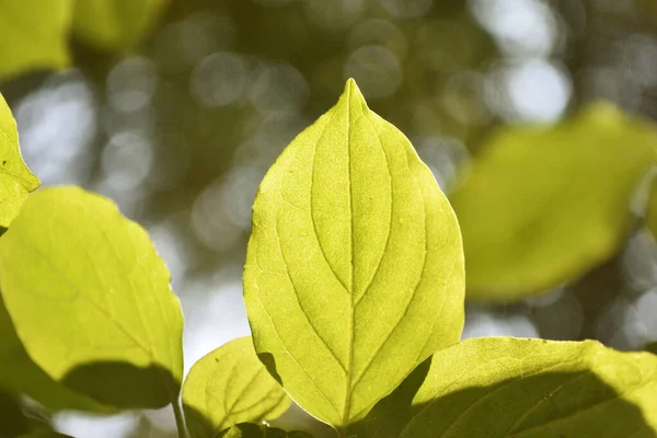 Closeup φύση άποψη του ανοιχτού πράσινου φύλλα στο φως του ήλιου, φυσικό φως πράσινα φυτά χρησιμοποιώντας ως φόντο ή ταπετσαρία. — Φωτογραφία Αρχείου