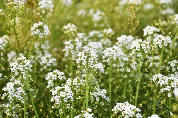 Un parterre de fleurs blanches en fleurs. Belle dans la nature — Photo