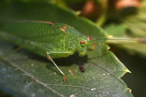 Groene sprinkhaan op blad... van dichtbij. Macro-insecten wereld. — Stockfoto