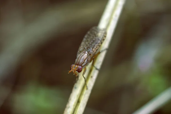 Mooie vlieg close-up in de natuur. Macro-injectie — Stockfoto