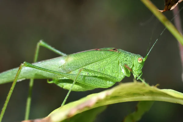 나뭇잎에 녹색 메뚜기가 있습니다. 근접해서 요. 매크로 곤충 세계. — 스톡 사진
