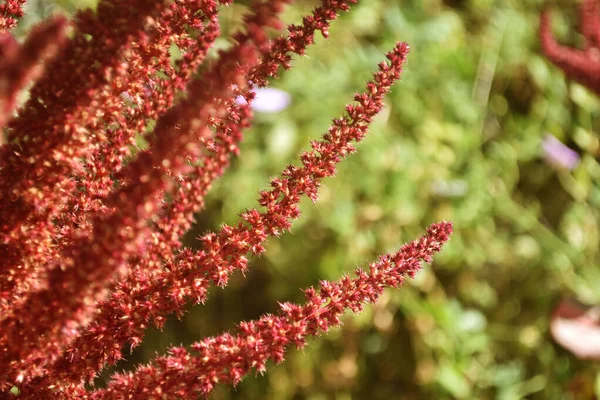 Ramo de uma fábrica vermelha. Fecha a porta. Beleza na natureza — Fotografia de Stock