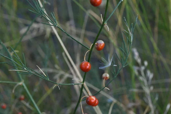 Nejedlé divoké červené bobule na zeleném pozadí v lese. Closeup. — Stock fotografie