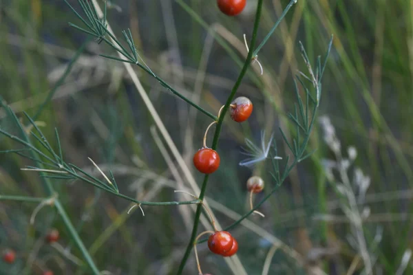 Baies rouges sauvages non comestibles sur fond vert en forêt. Gros plan . — Photo