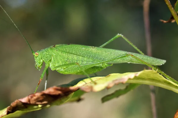 Sauterelle verte sur feuille.. Gros plan. Monde des macro-insectes . — Photo