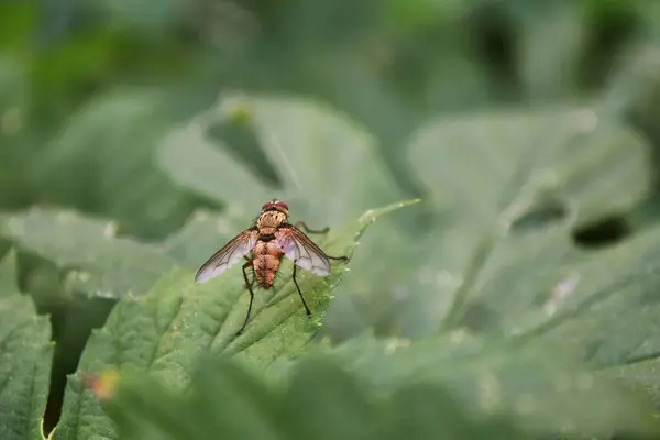 Belle mouche gros plan dans la nature. Macro shot — Photo